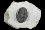 Brown Hollardops Trilobite - Foum Zguid, Morocco #125186-1